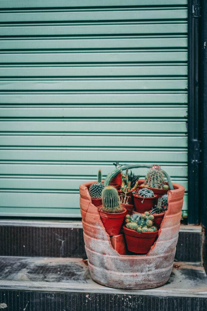 Charming Cacti and Succulents Wallpaper: Earthy Terracotta & Green