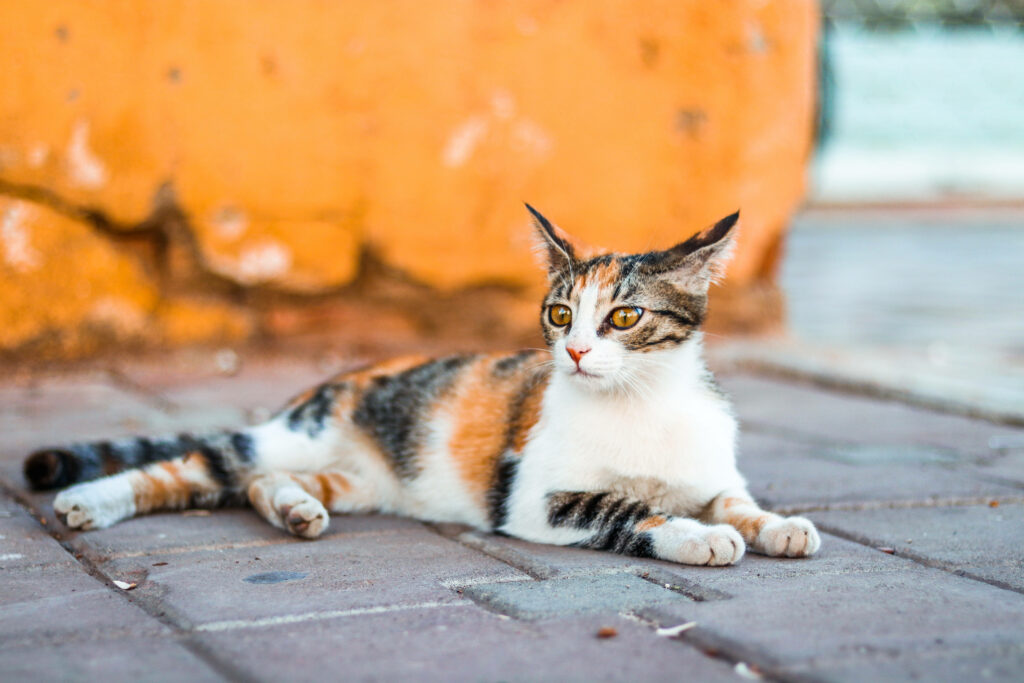 Charming Calico Kitten Wallpaper: Cozy Rustic Vibes on Brick Floor