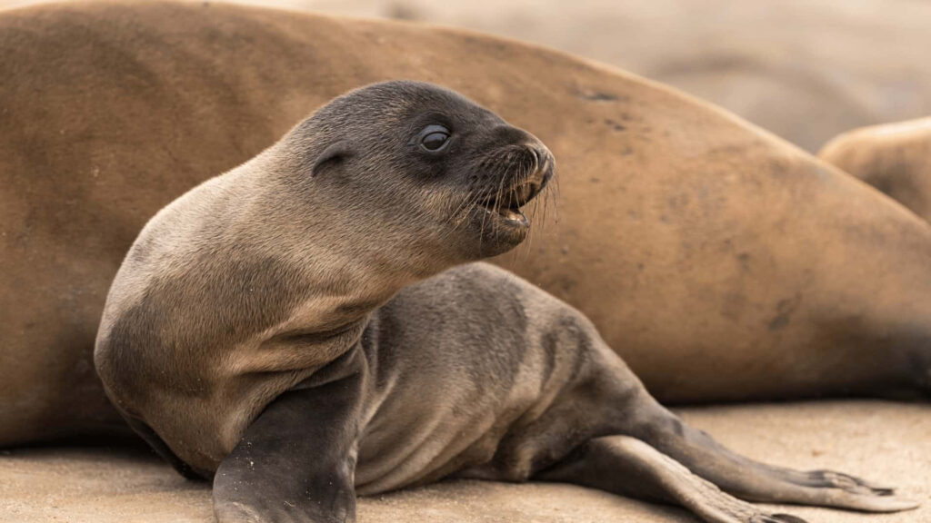 Charming California Sea Lion Pup Beach Wallpaper for Nature Lovers