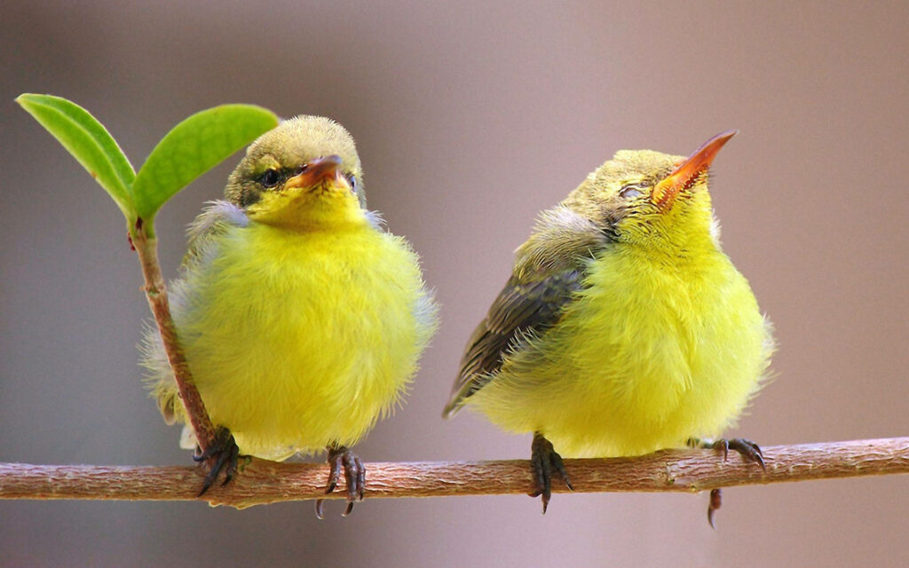 Charming Yellow Canaries on a Branch - Soft Plumage & Nature Background Wallpaper