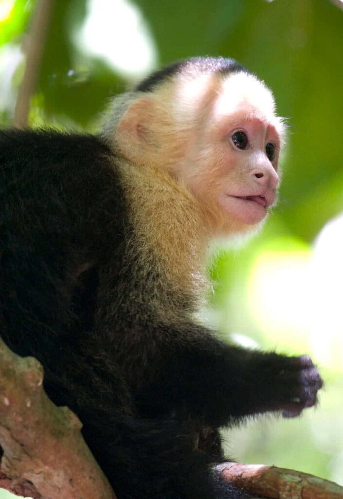 Charming Capuchin Monkey in Lush Forest - Serene Nature Wallpaper