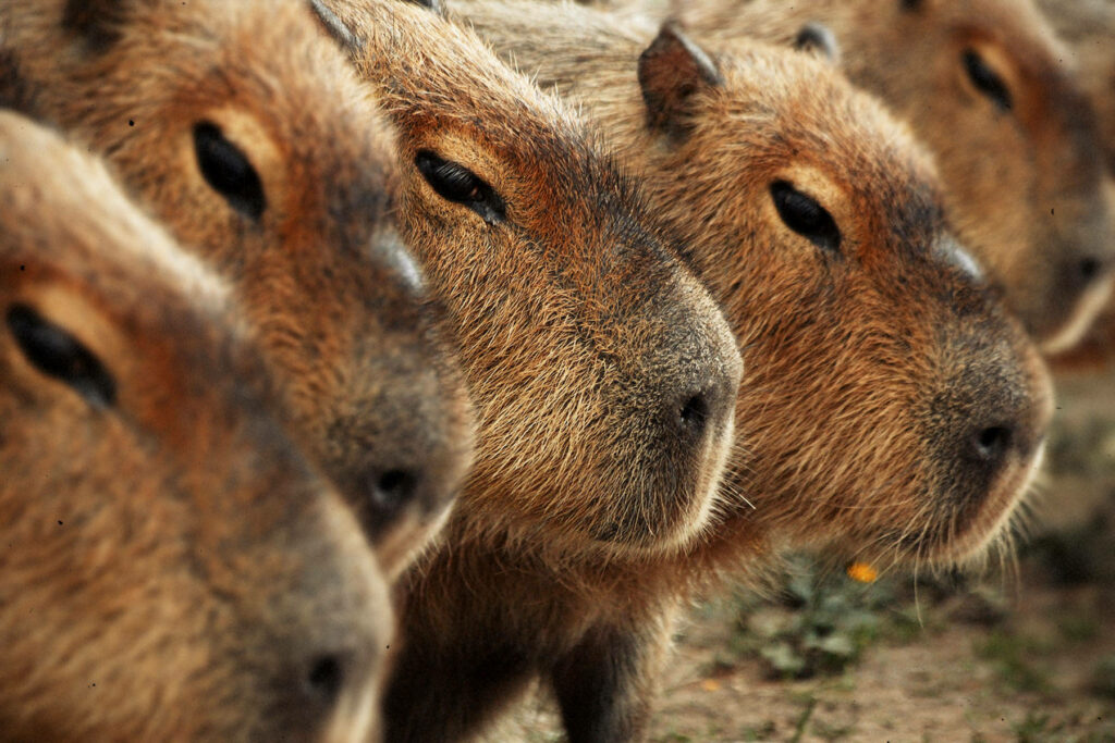 Close-up wallpaper of capybara heads with soft brown fur and gentle expressions in natural tones