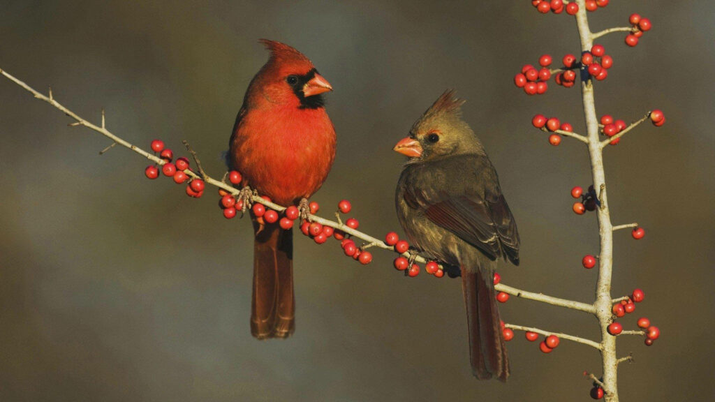 Charming Cardinals on Branch with Red Berries - Serene Nature Background Wallpaper