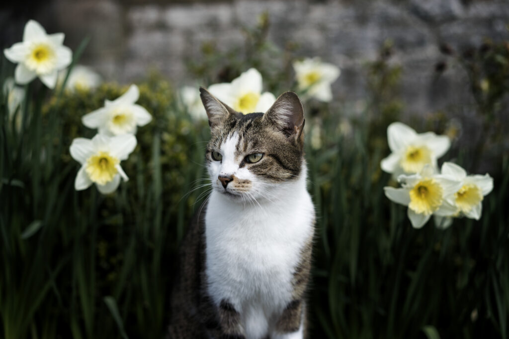 Charming Cat Amidst Blooming Flowers - Nature Wallpaper