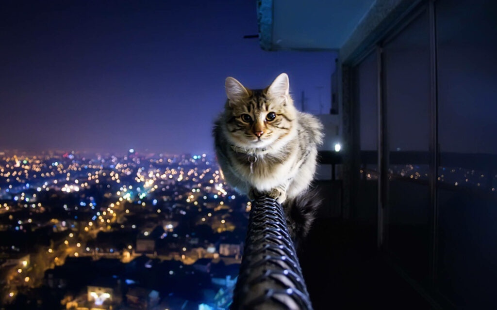 Playful Cat Balancing on Railing with Twinkling Cityscape Background Wallpaper