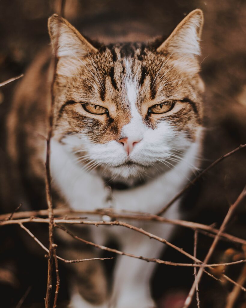 Charming Close-Up of a Serious Cat Against a Natural Background Wallpaper