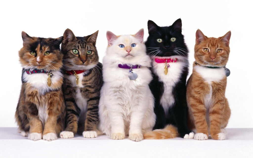 Charming Family of Five Cats Wallpaper - Cute and Cozy Background