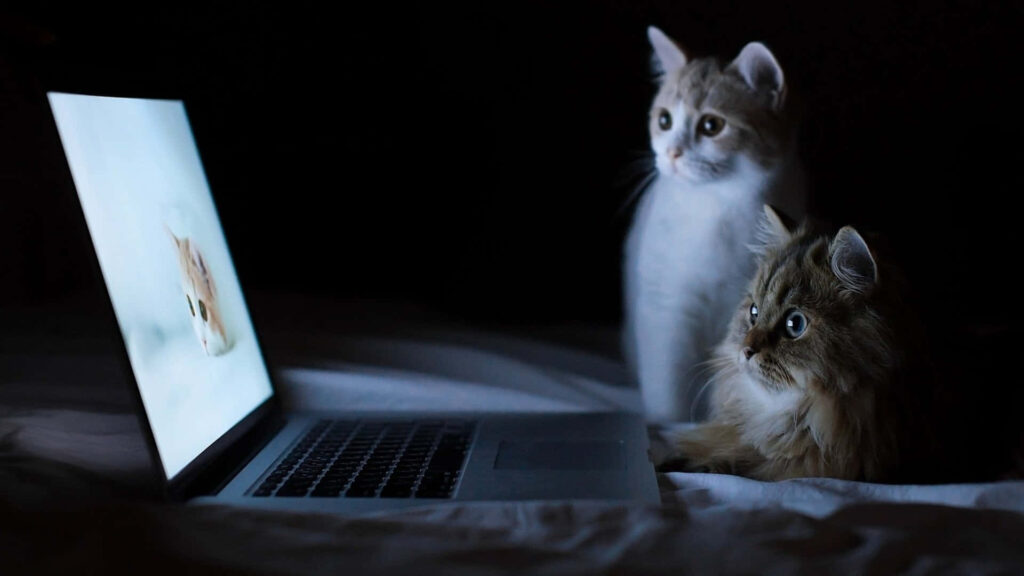 Two adorable cats mesmerized by glowing laptop screen in cozy dimly lit playful wallpaper