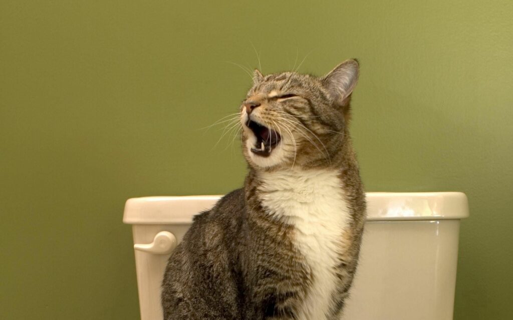 Charming Cat Yawning Wallpaper: Minimalist Background Bliss