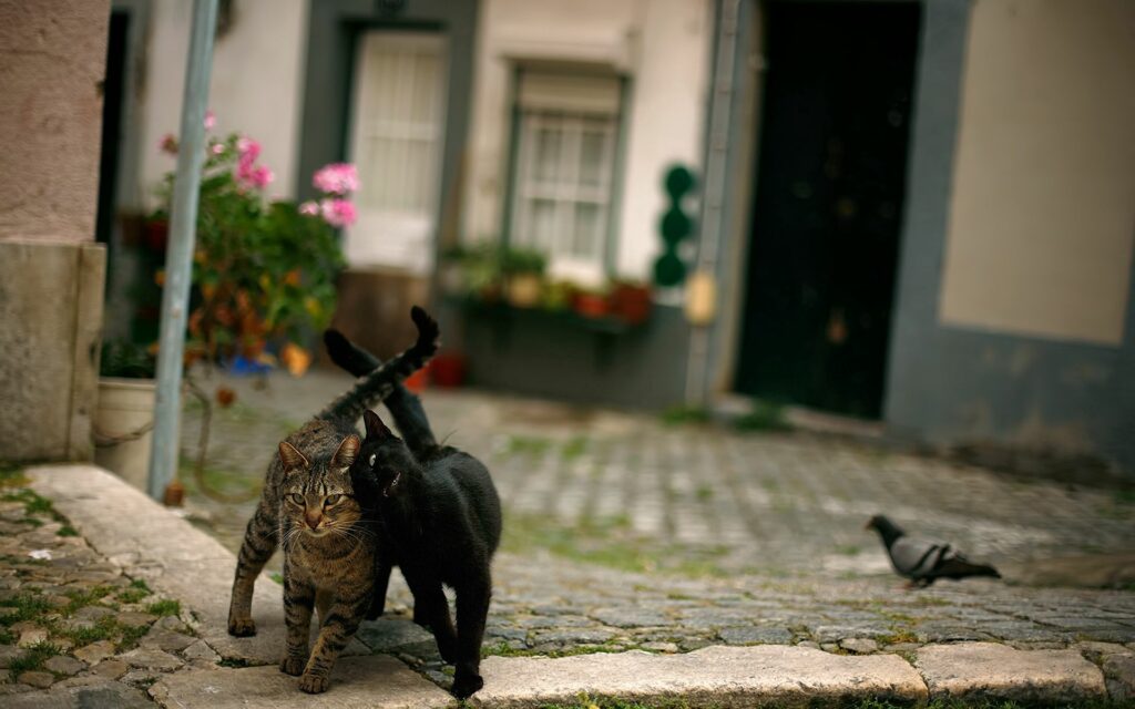 Charming Cobblestone Scene: Cats & Pigeon Wallpaper 1920x1200