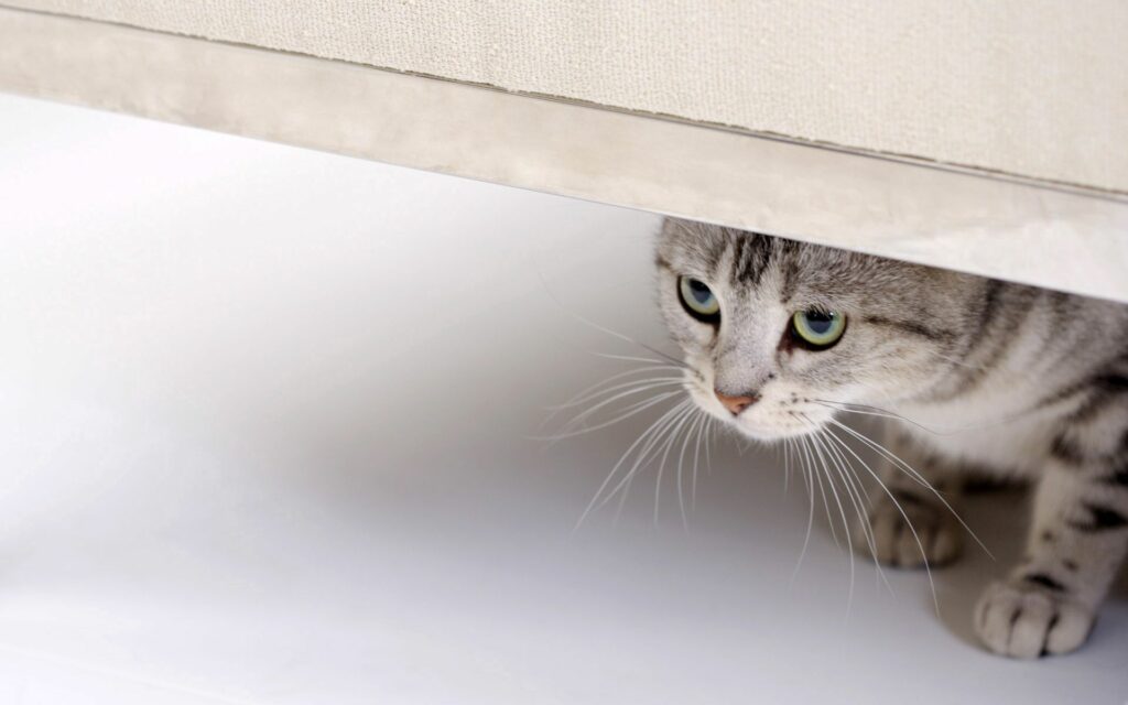 Charming Cat Wallpaper: Curious Feline Peeking Beneath Surface
