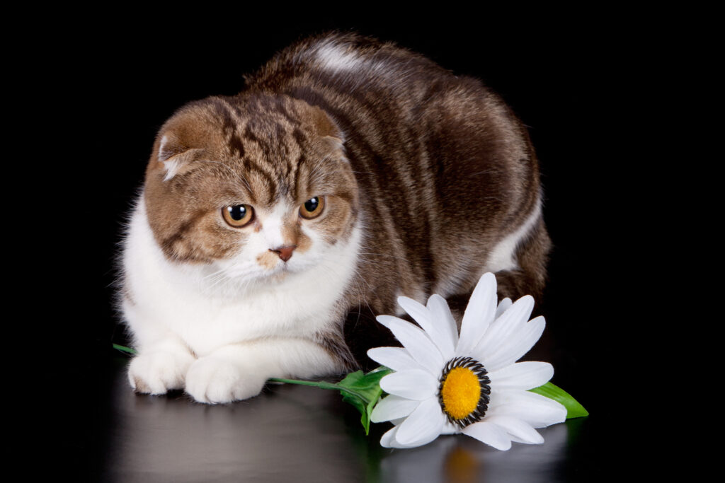 Charming Cat & Daisy Wallpaper for National Day of Cats 2014