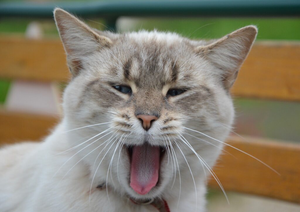 Charming Cat Wallpaper: Adorable Yawn with Blurred Background