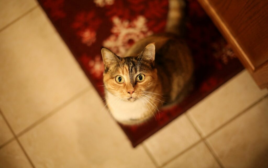 Charming Cat on Red Rug: Cozy Top-View Wallpaper Background