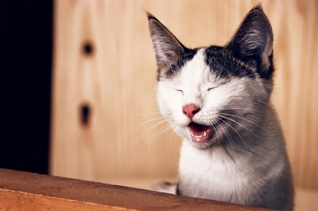 Charming Cat Yawning Wallpaper: Cute, Humorous Background Design