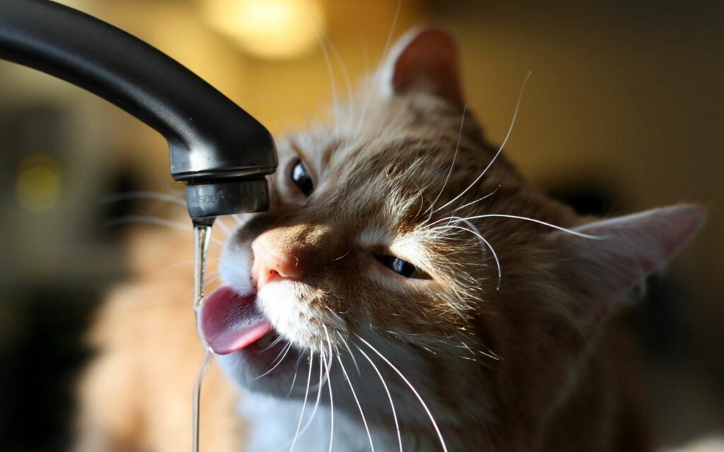 Charming Cat Drinking from Tap: Heartwarming Wallpaper Background
