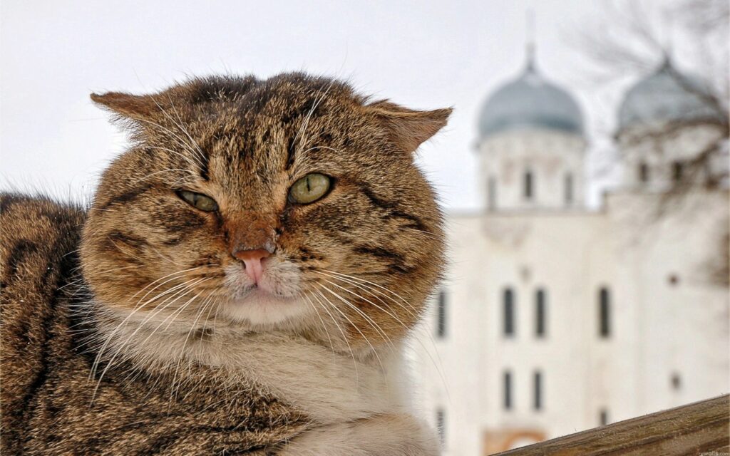 Charming Fluffy Cat Winking with Green Eyes Against Blurred Background Wallpaper