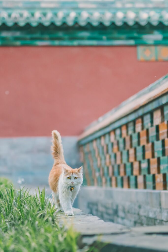 Cute Fluffy Cat Walking Pathway Amidst Vibrant Architecture Wallpaper