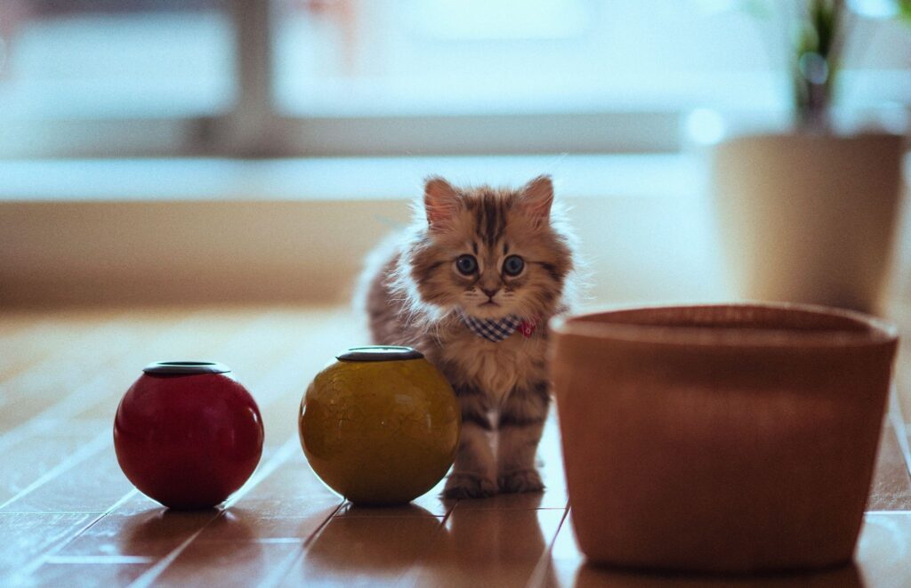 Charming Fluffy Cat Wallpaper on Parquet Floor with Colorful Pots