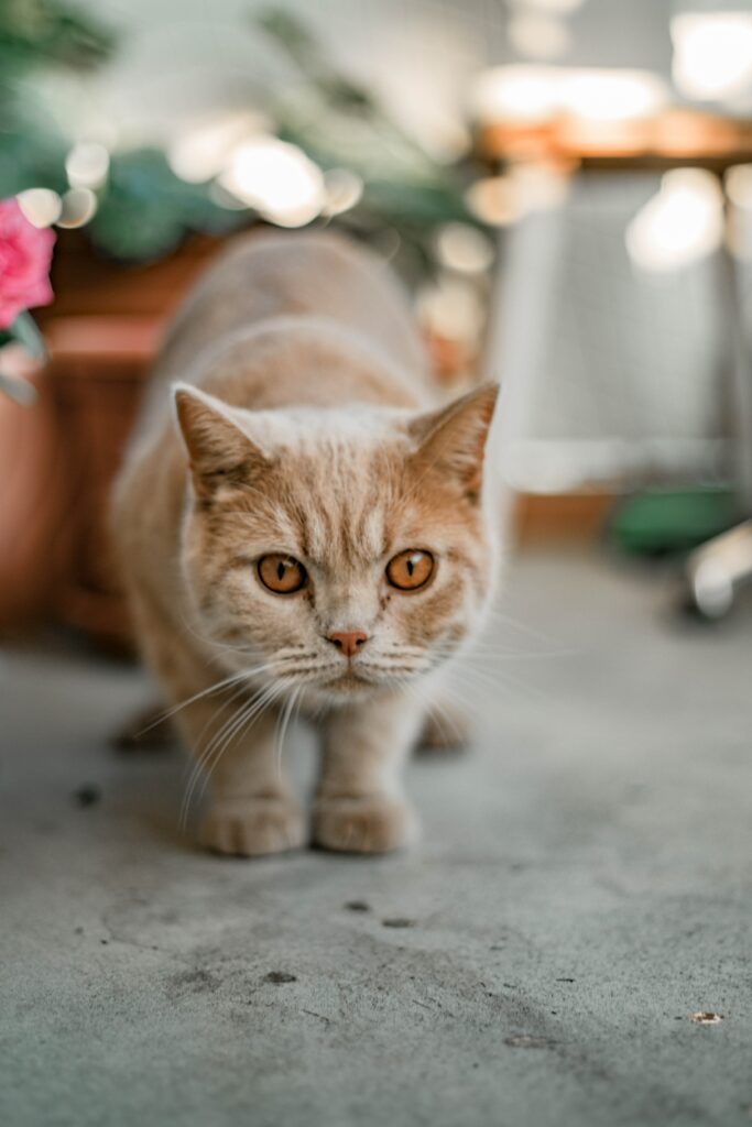 Charming Cat Wallpaper: Endearing Feline with Focused Gaze