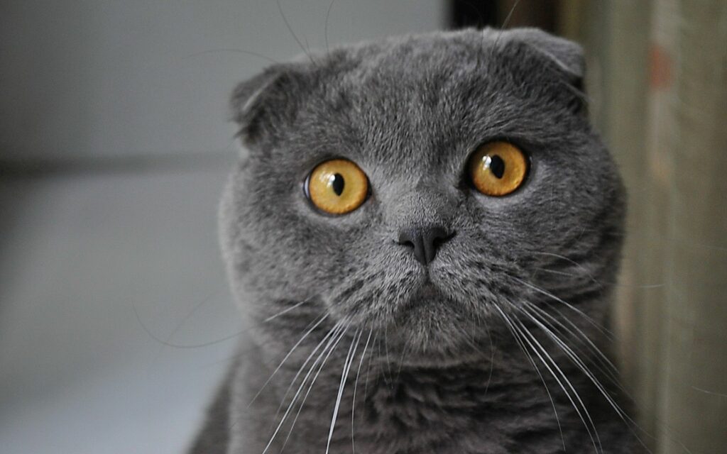 Charming Cat Wallpaper: Mesmerizing Amber Eyes & Plush Fur Background