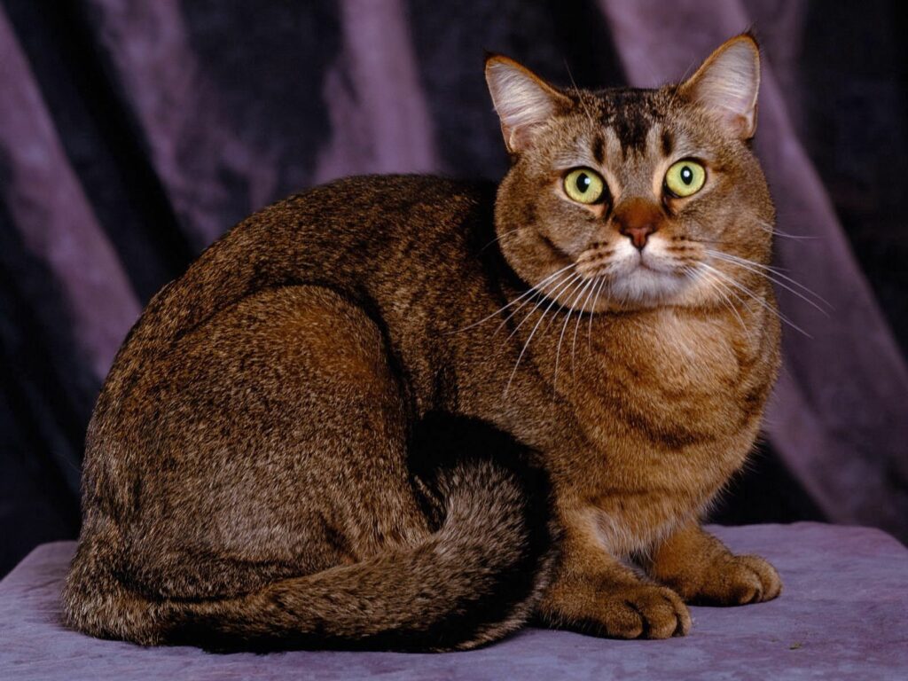Charming Plump Cat Wallpaper: Alert Expression on Dark Background
