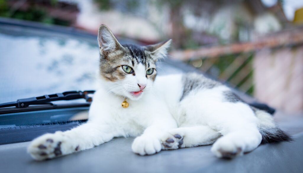 Charming Cat Wallpaper: Relaxed Feline with Bell & Gentle Expression
