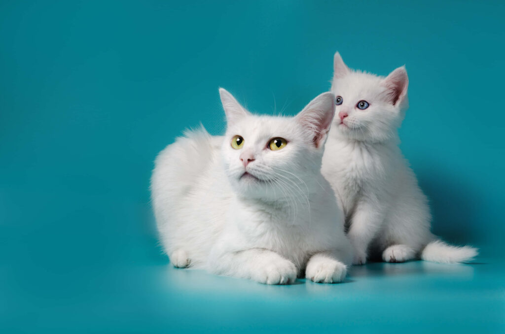 Serene Cat and Kittens Wallpaper on Calming Blue Background