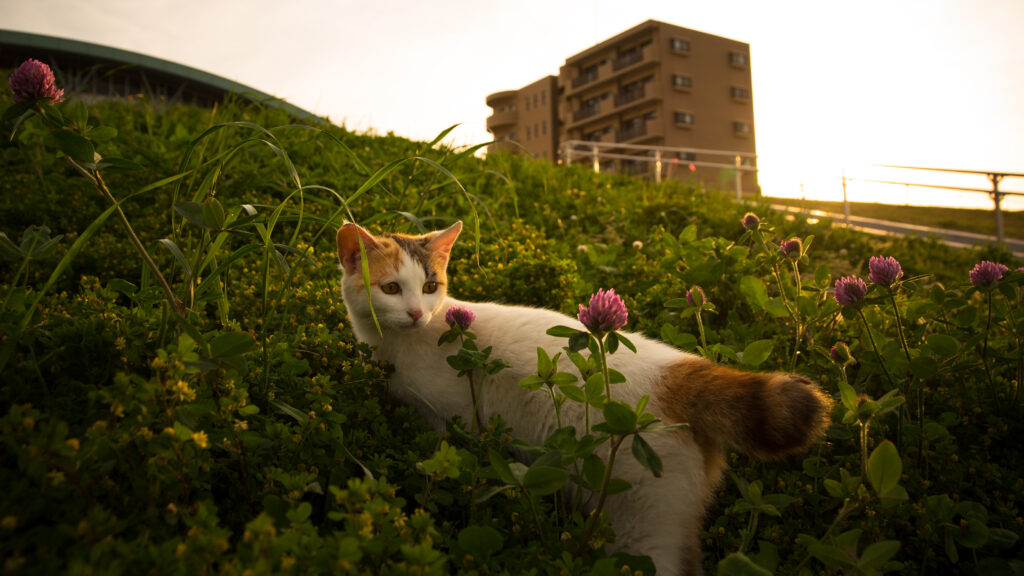 Charming Cat in Lush Grass: Serene Urban Nature Wallpaper