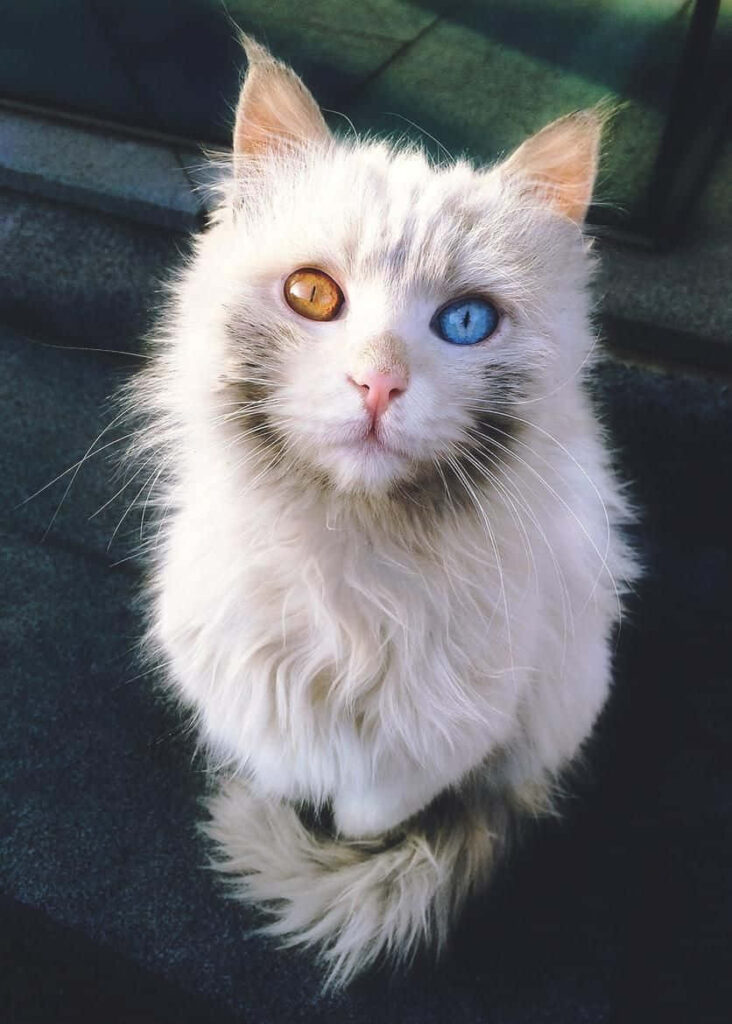 Charming Cat Wallpaper: Unique Mismatched Eyes in Fluffy Fur