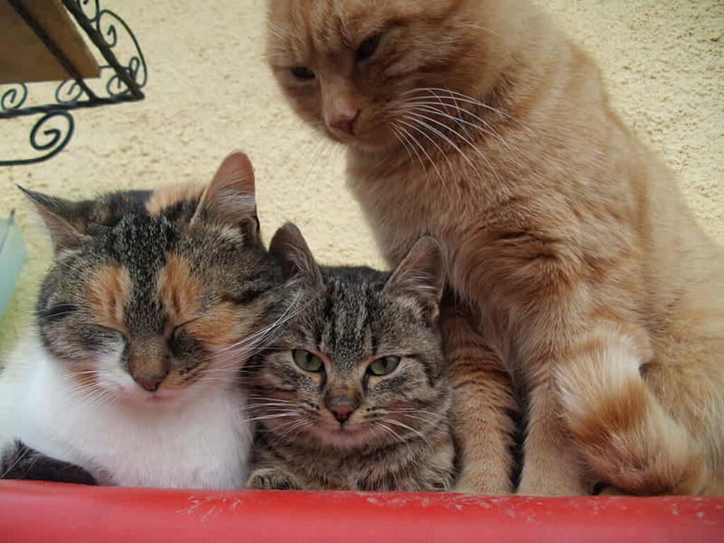 Charming Wallpaper of Three Confident Cats in Cozy Setting