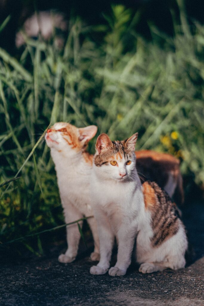 Serene Cat Wallpaper: Two Cozy Cats in Sunlit Greenery