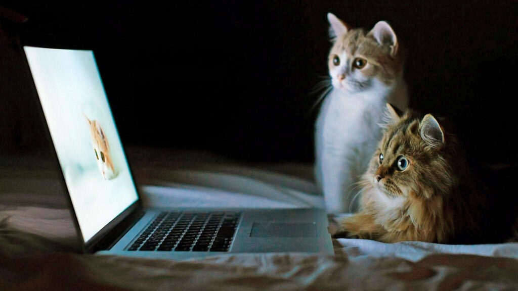 Adorable Cats Curiously Watching Laptop - Charming Wallpaper Scene