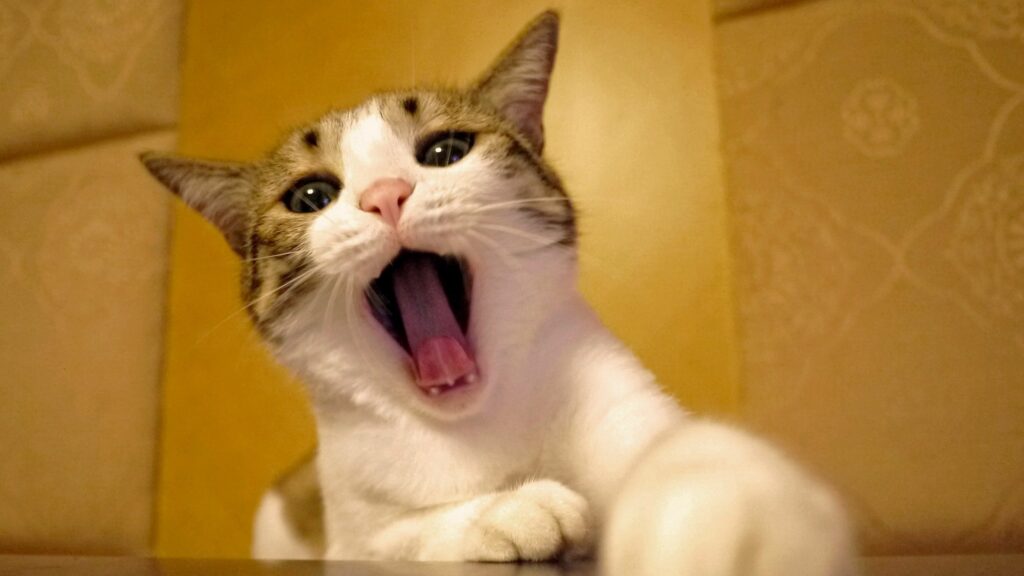 Charming Cat Yawning Wallpaper: Expressive Face & Warm Background