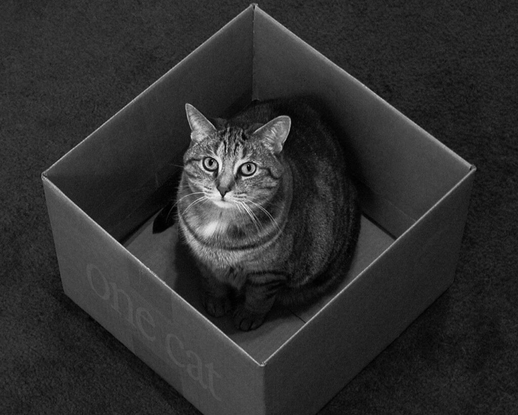 Cozy Cat in Cardboard Box - Charming Black and White Wallpaper