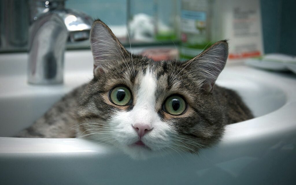 Charming Cat in Sink Wallpaper - 1920x1200 for Animal Lovers