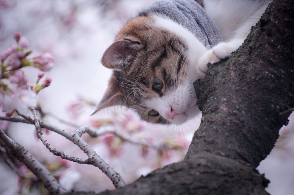 Curious Cat on Tree Branch Amidst Spring Blossoms - Serene Scene Wallpaper