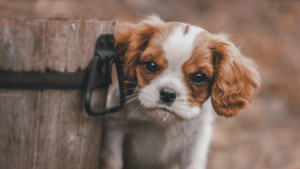 Adorable Cavalier King Charles Puppy Wallpaper: Charming Dog Image