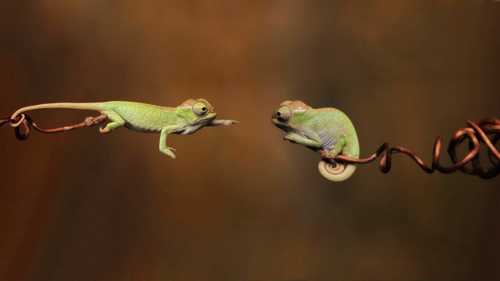 Charming Chameleons on Twisted Branches - 1920x1080 Wallpaper