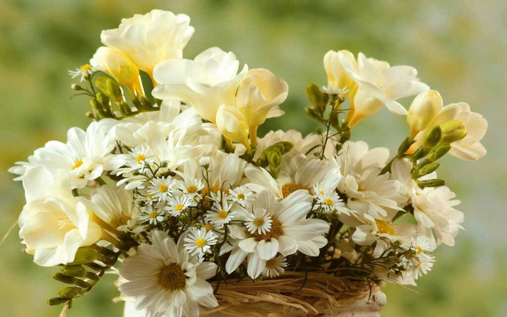 Charming Chamomile Bouquet Wallpaper: Fresh Floral Background