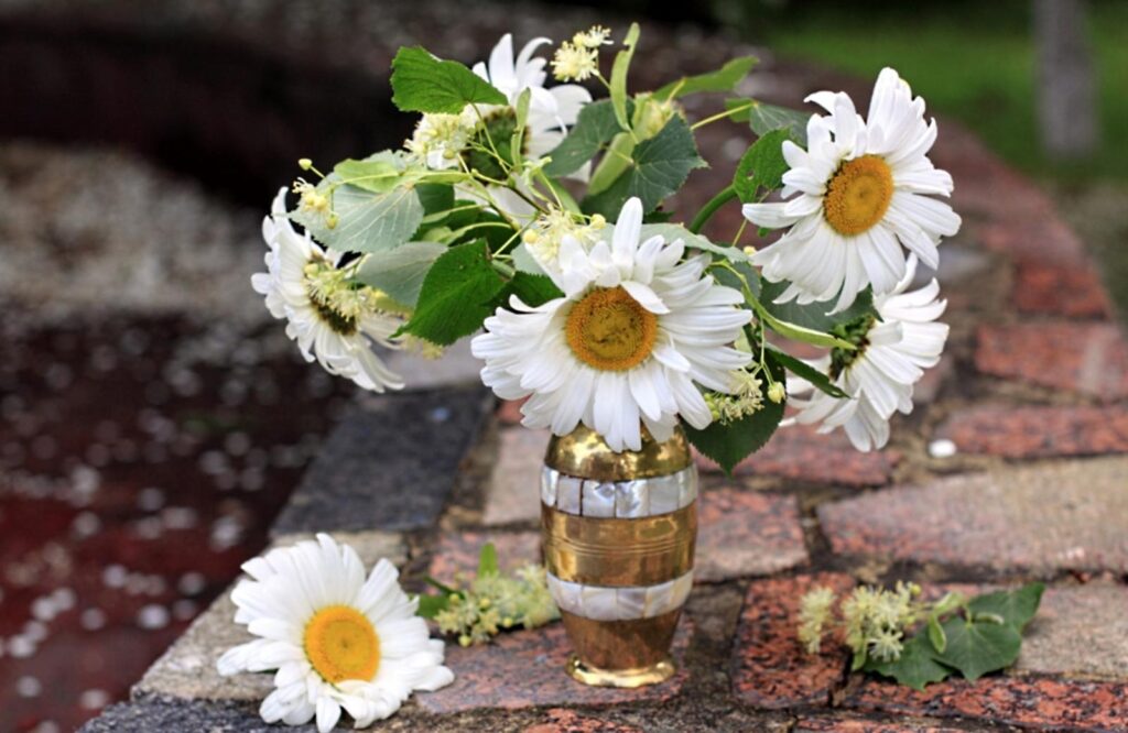 Chamomile Flowers in Vase: Serene Rustic Brick Background Wallpaper