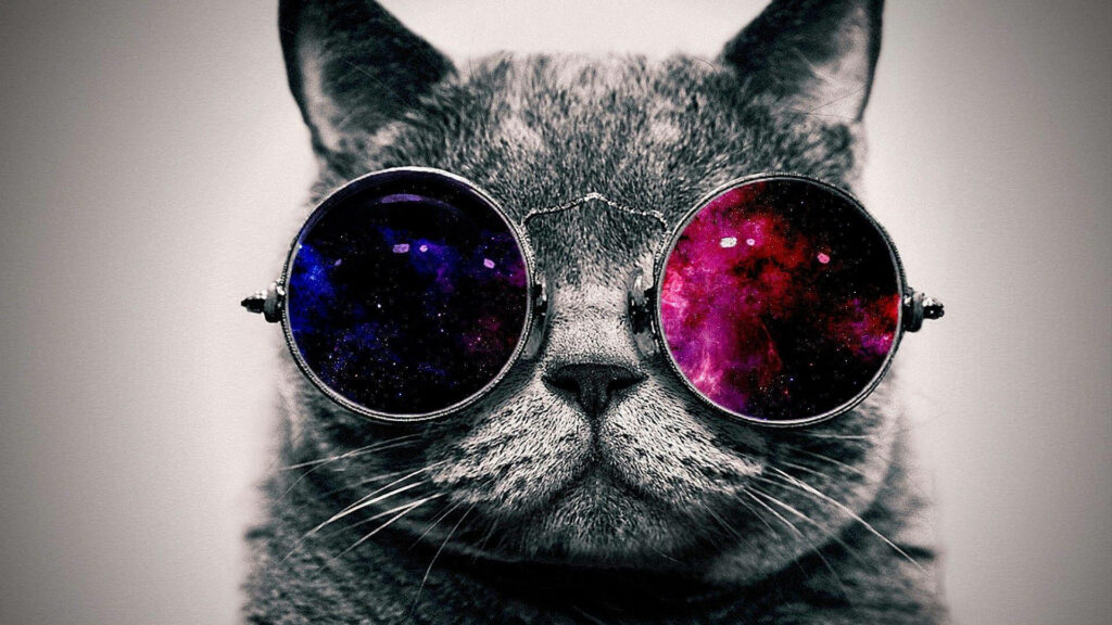Fashionable Feline: A Full HD Wallpaper Showcasing a Stylish Gray Cat Rocking Colorful Lens Glasses