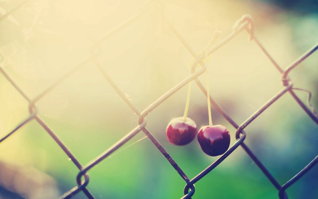 Charming Cherry Wallpaper: Ripe Cherries on Branch with Warm Light