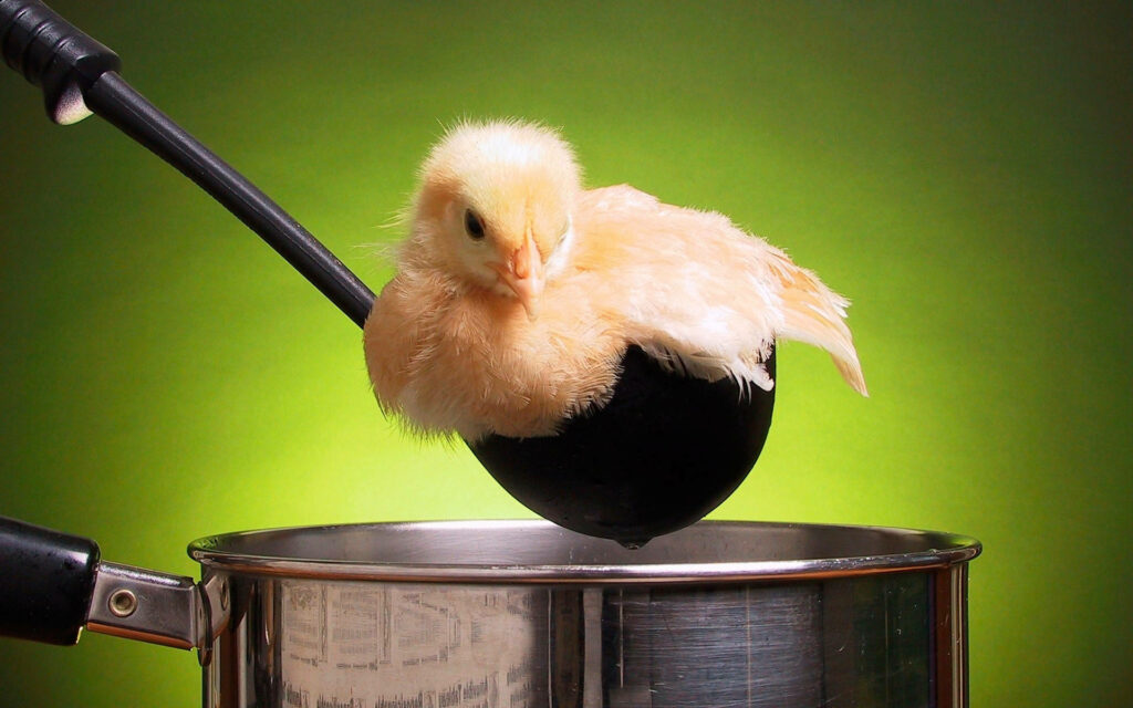 Charming Chick on Ladle Above Pot - Vibrant Green Wallpaper