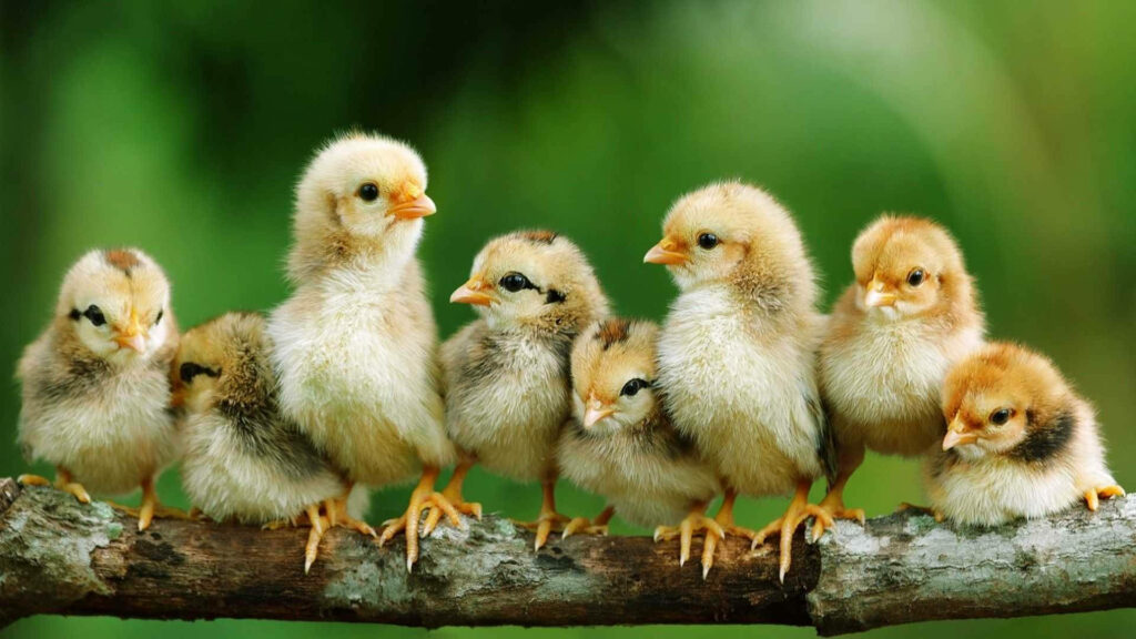 Charming Chicks on a Branch - Lush Green Nature Wallpaper
