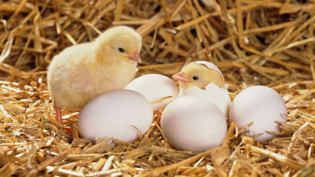 Freshly Hatched Chick Among Eggshells - Charming Natural Wallpaper