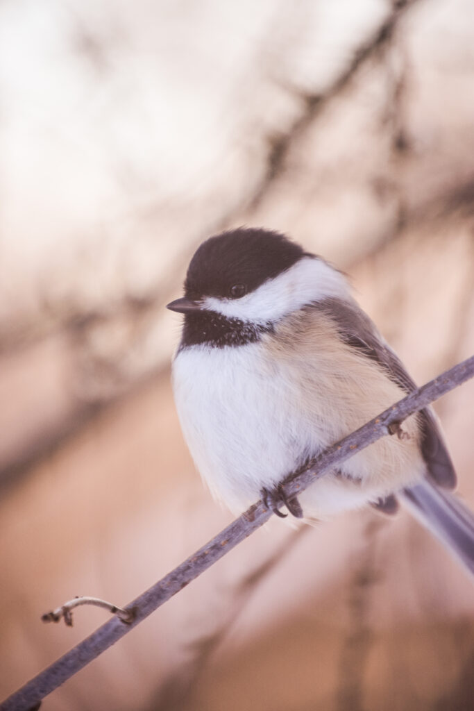 Charming Chickadee on Branch - Serene Nature Wallpaper 4000x6000