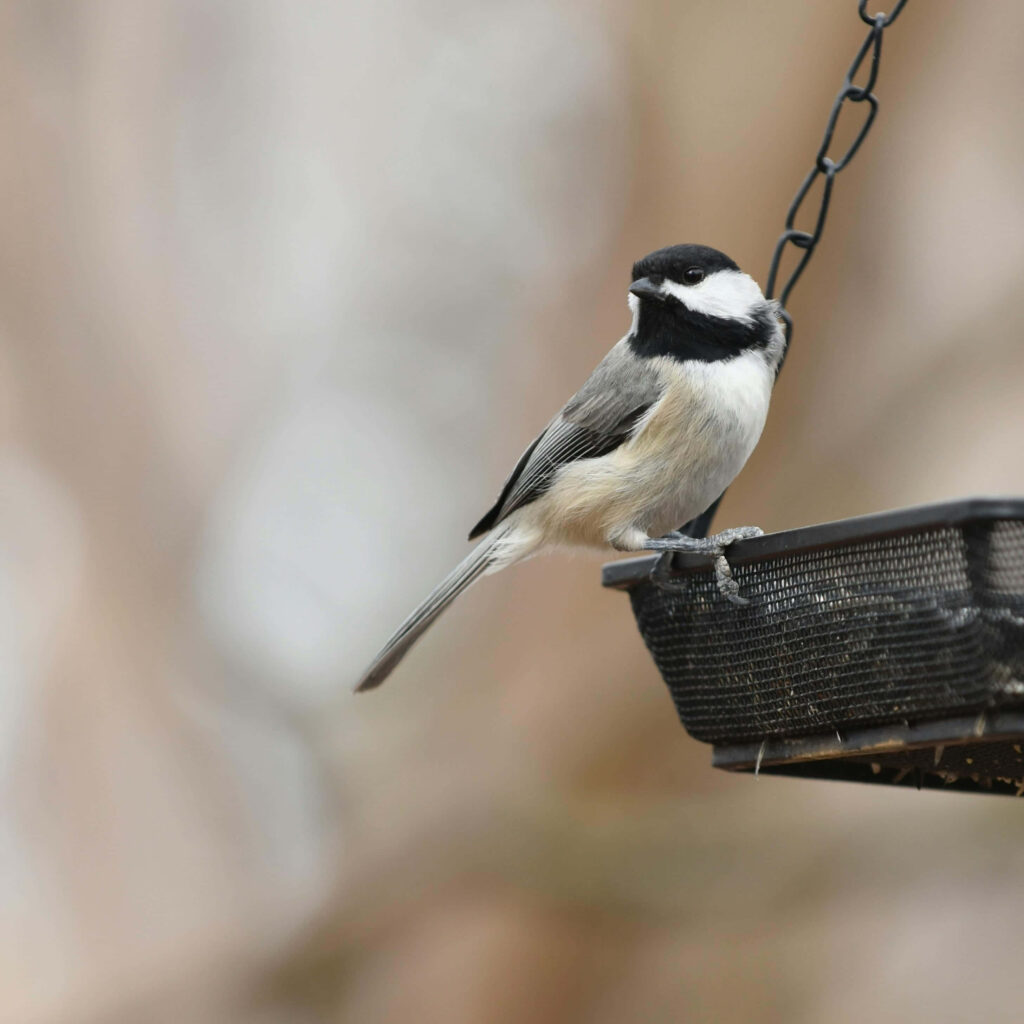 Charming Chickadee on Feeder: Serene Natural Background Wallpaper