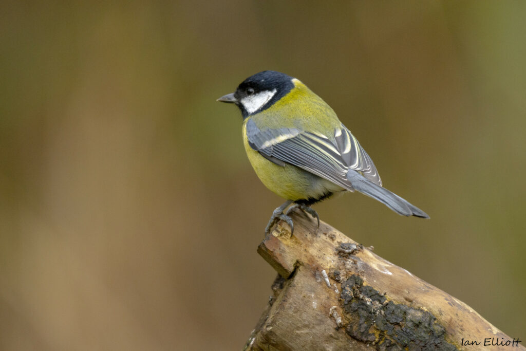 Charming Chickadee on Log: Serene Nature Wallpaper Background