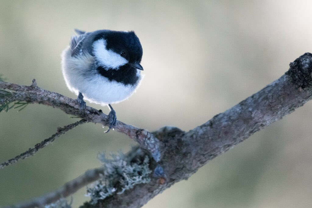 Charming Chickadee on Branch: Blurred Wildlife Wallpaper Background